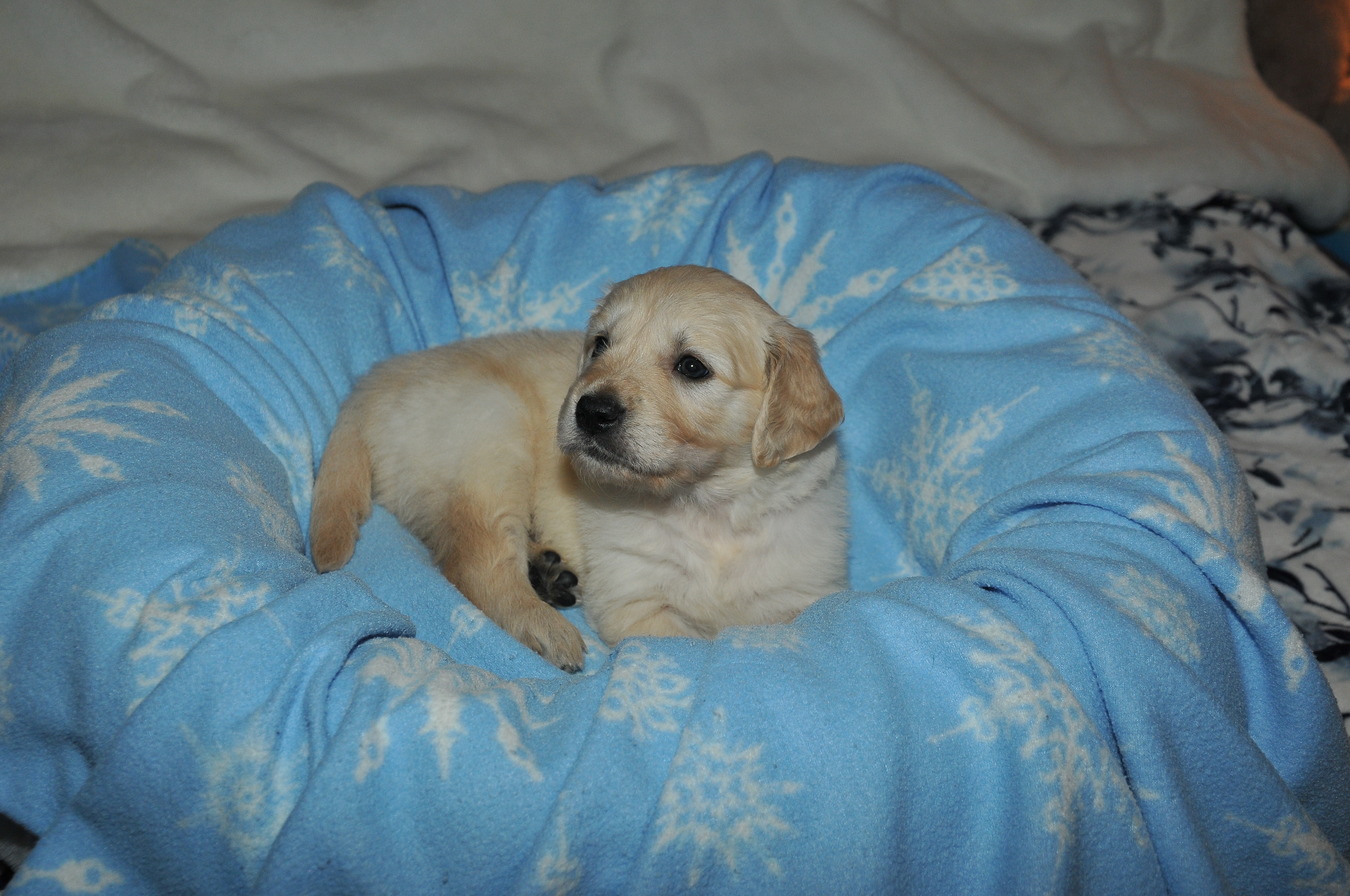 First photo of Milo, a cute Golden Retriever puppy.